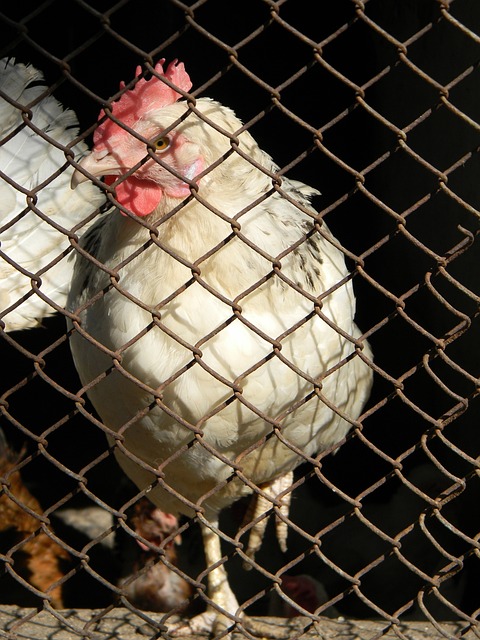 赛事中的重 赛事中的重